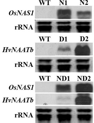 Iron and Zinc in the Embryo and Endosperm of Rice (Oryza sativa L.) Seeds in Contrasting 2′-Deoxymugineic Acid/Nicotianamine Scenarios